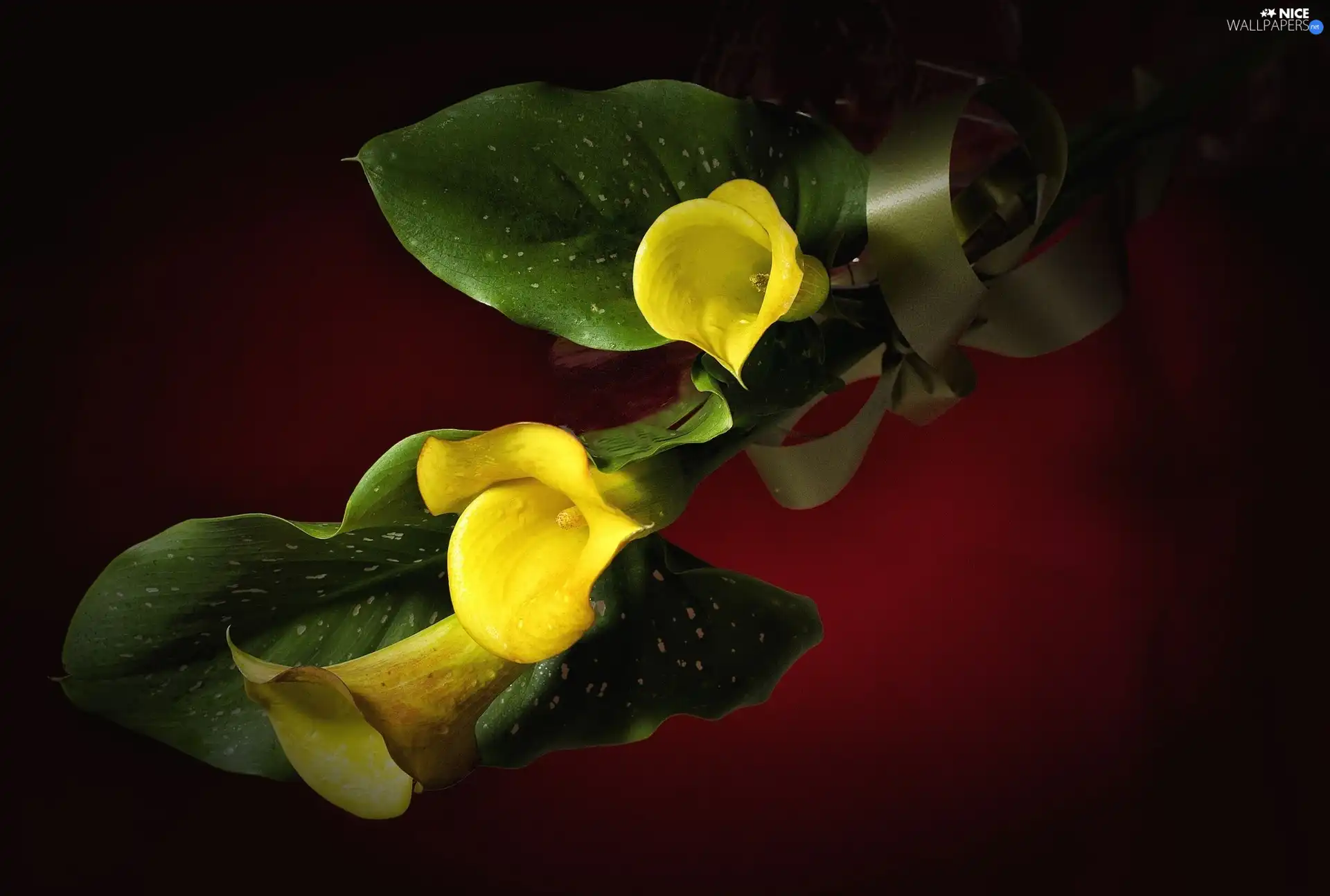 Yellow, Calla