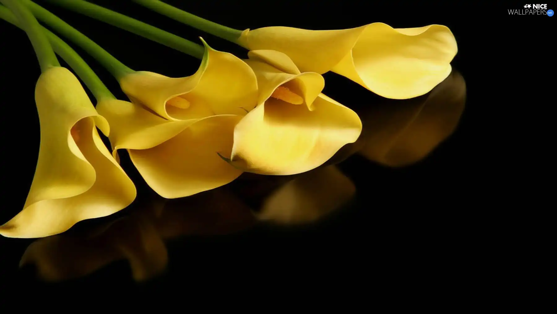 Yellow, Calla