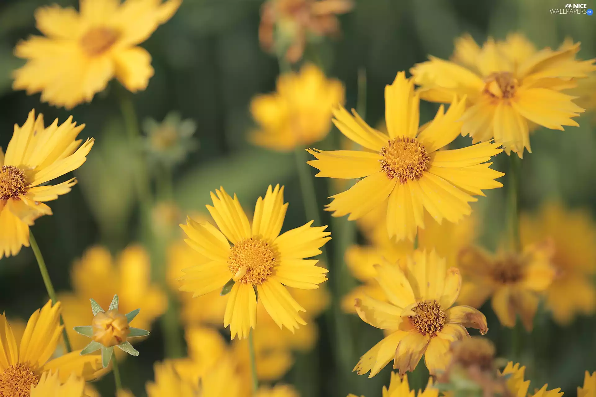 Calliopsis, Flowers, Yellow