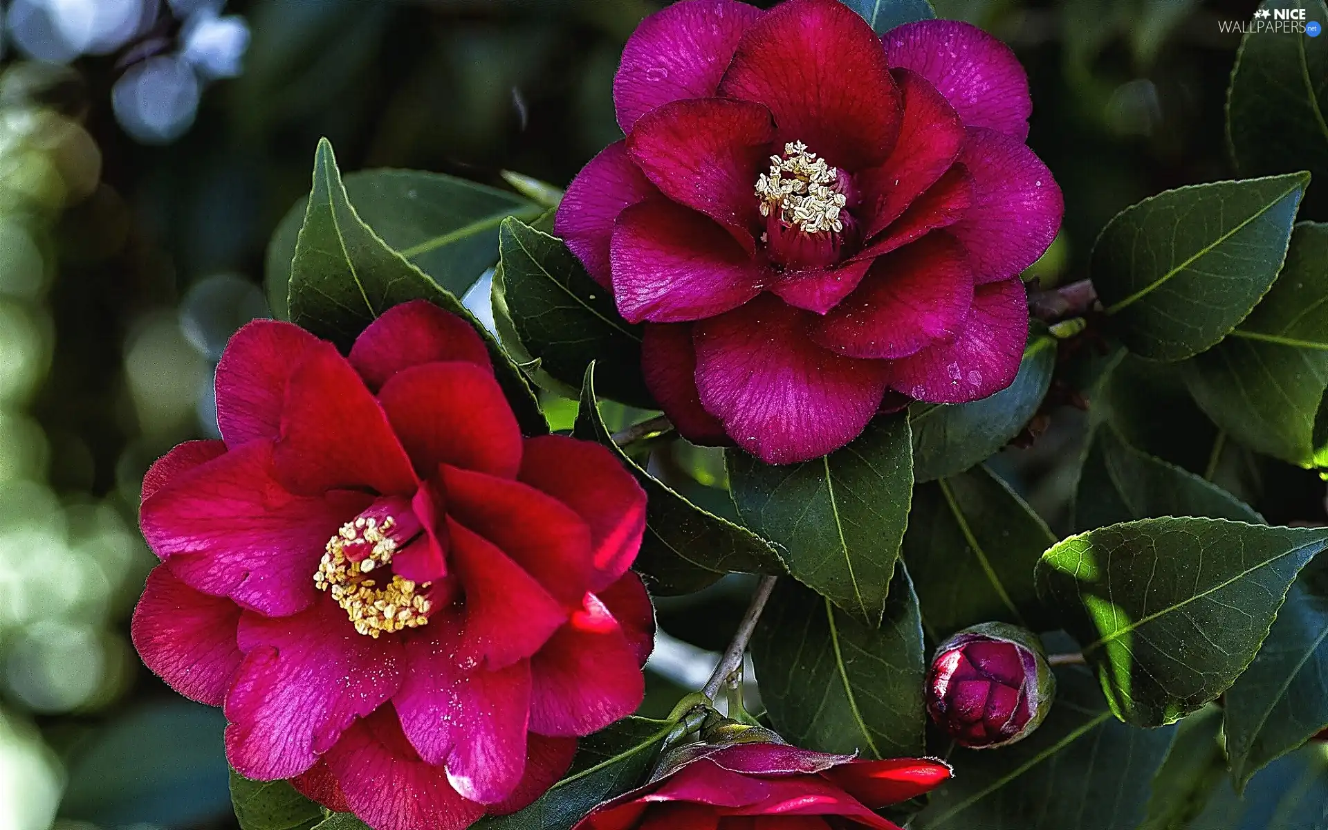camellia, Flowers, Claret