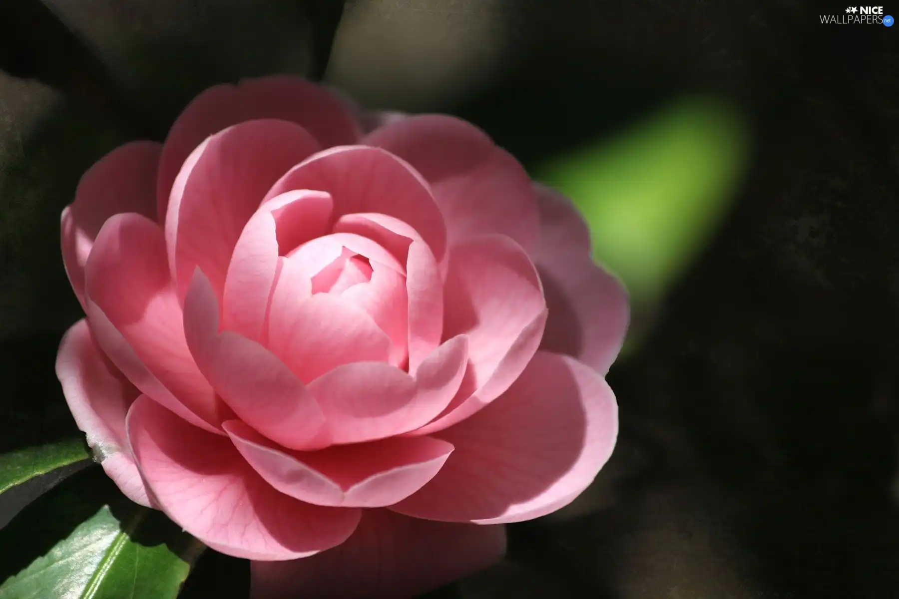 Pink, camellia