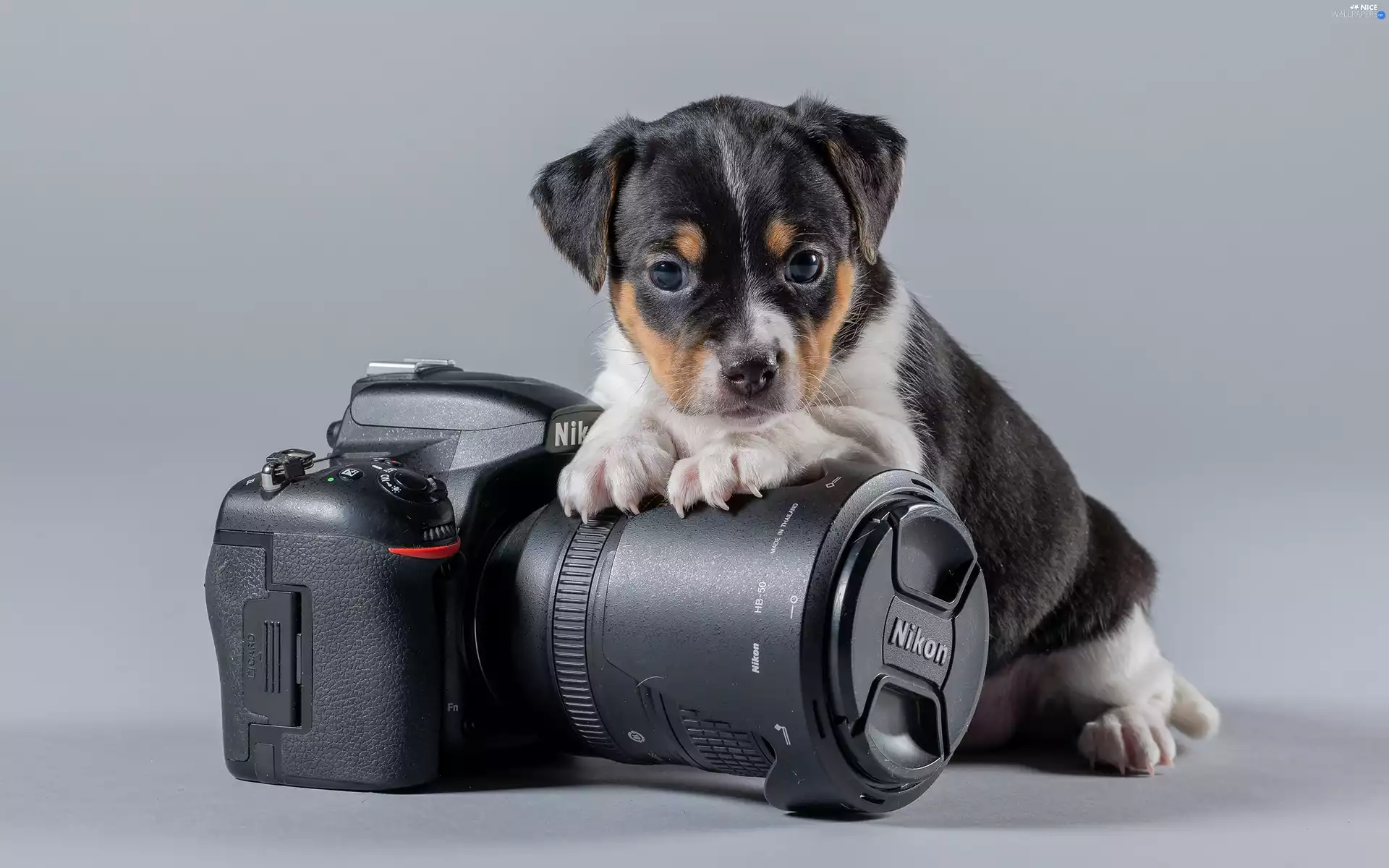 Camera, dog, Puppy