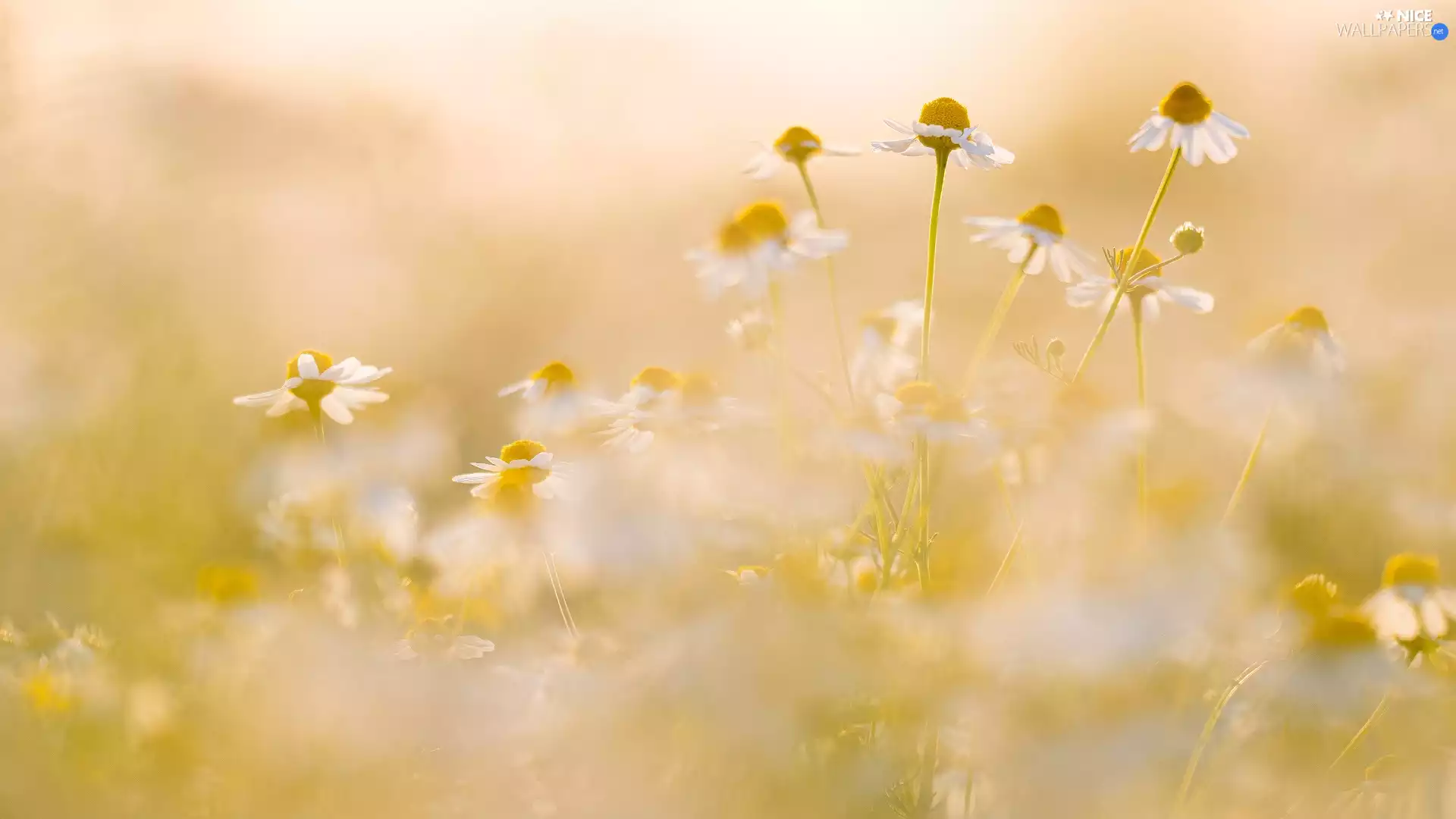 blurry background, Flowers, camomiles