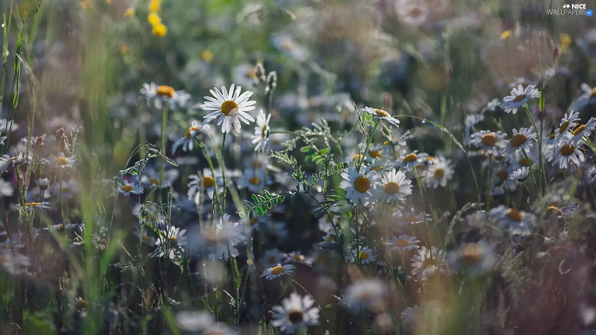Flowers, grass, ##, camomiles