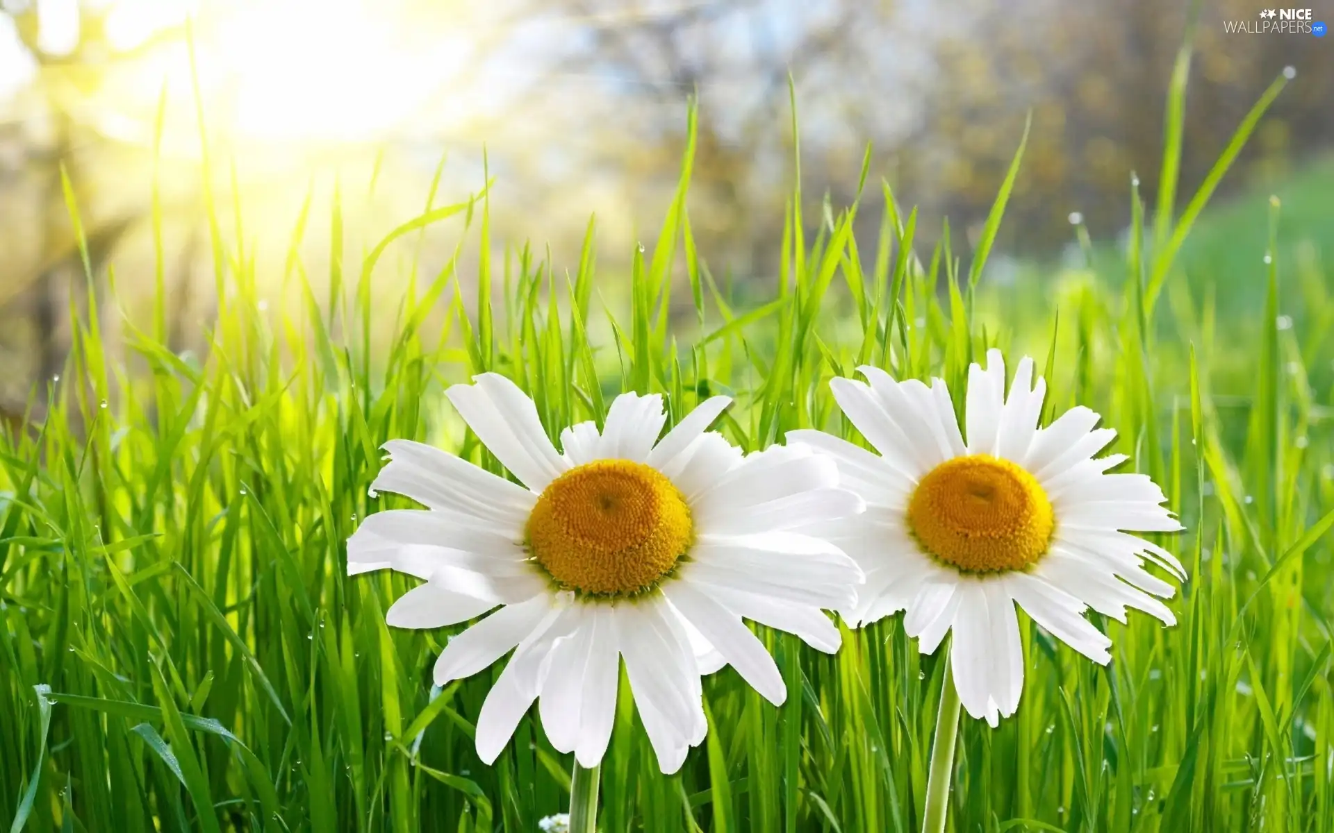 Meadow, Two cars, daisy, grass