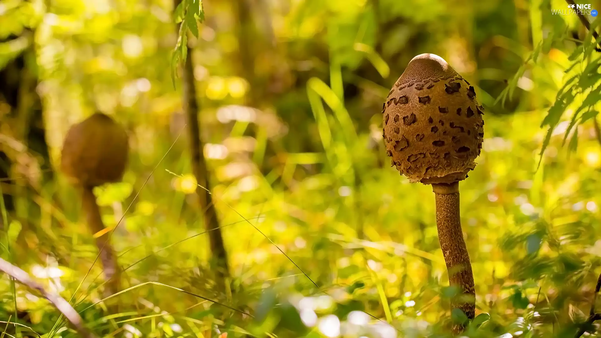 mushrooms, Plants, blur, Cana