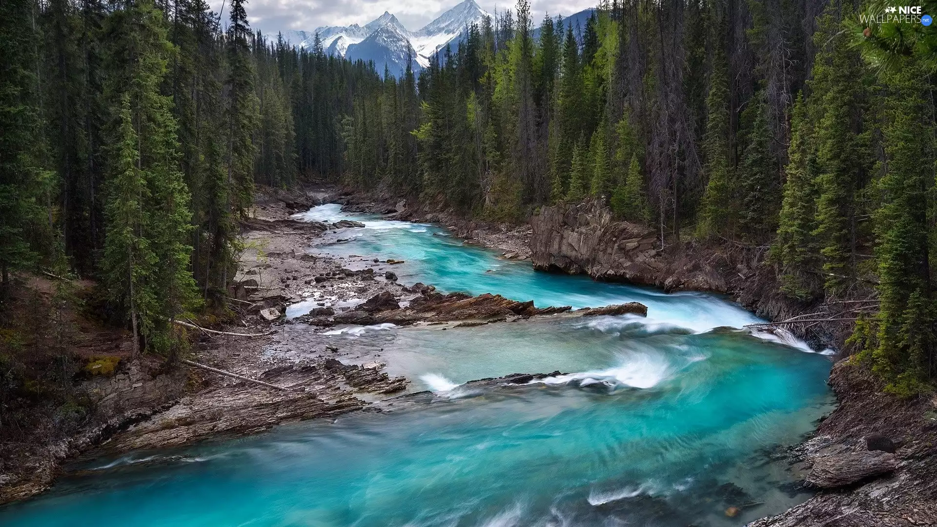 forest, Mountains, British Columbia, Kicking Horse River, Canada