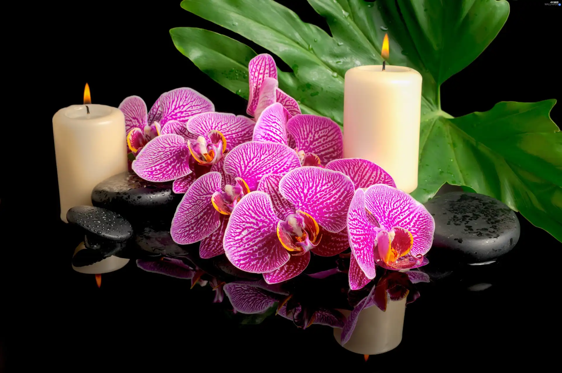 Flowers, Candles, Stones, orchids