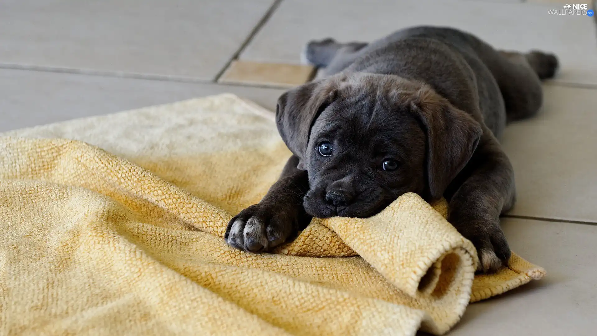 Blanket, Puppy, Cane Corso