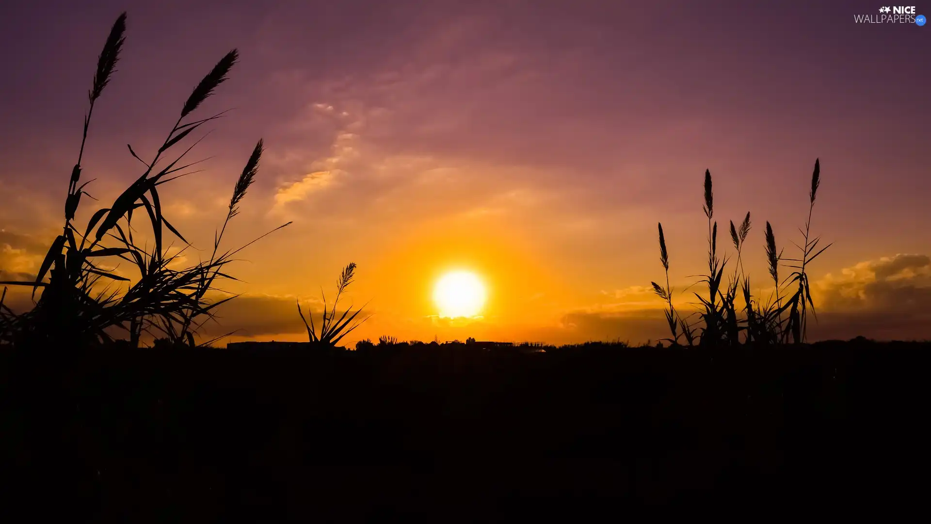 grass, Great Sunsets, cane