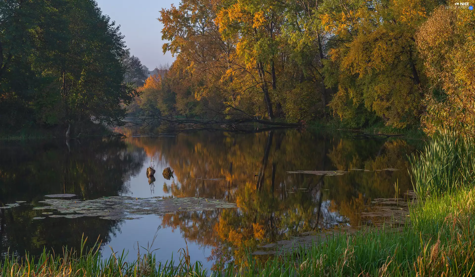 trees, autumn, grass, cane, viewes, River