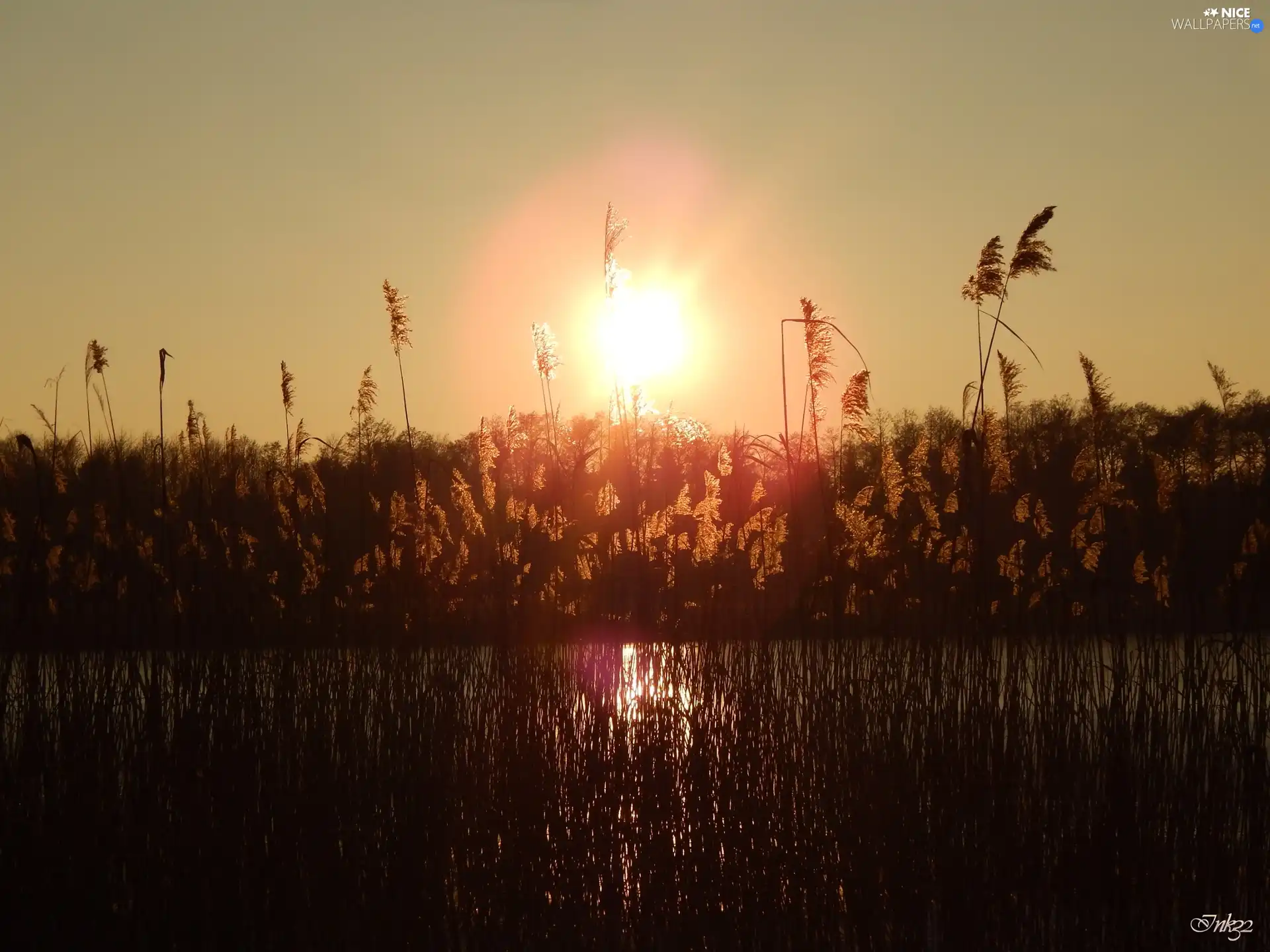 Cane, west, sun