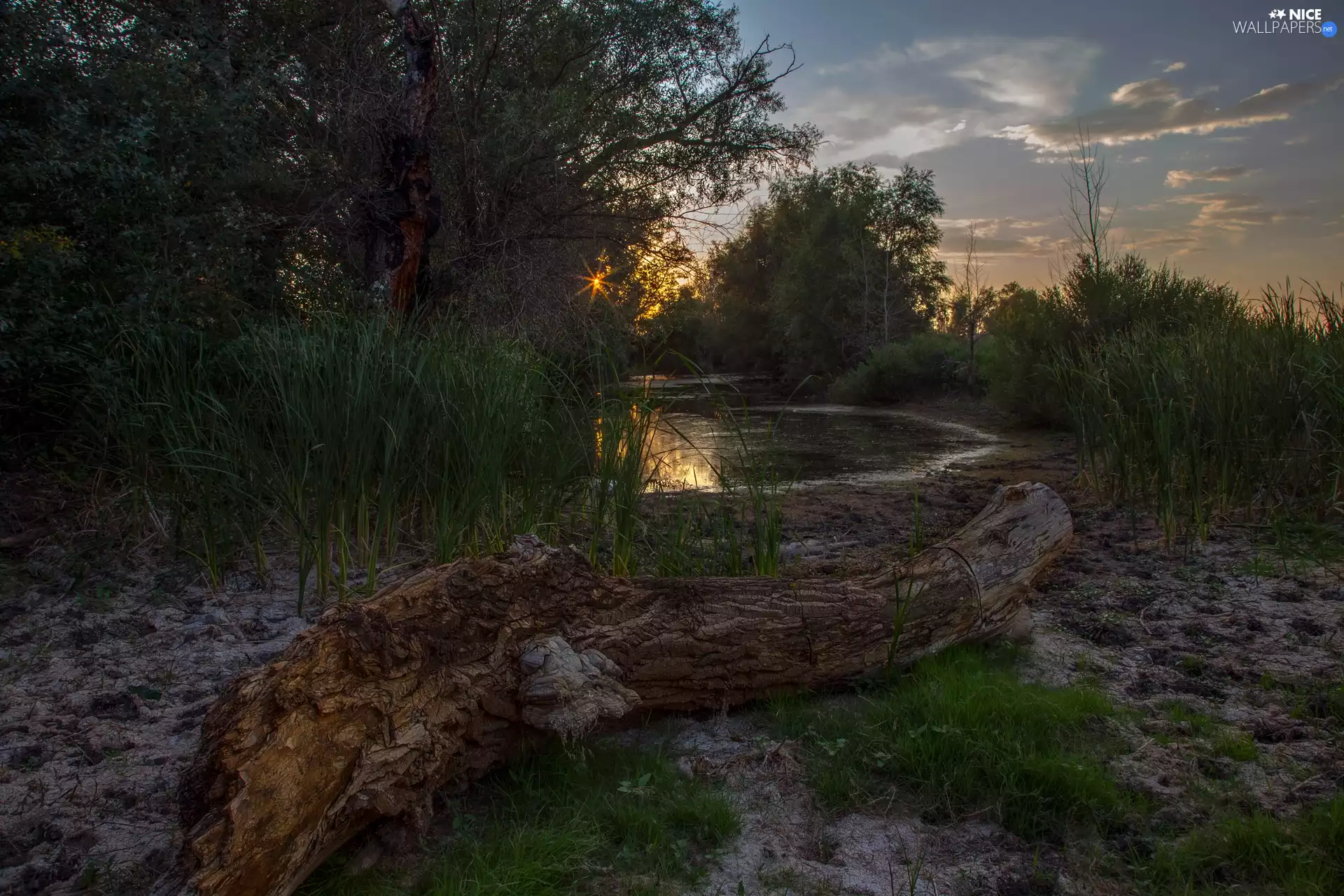 cane, sun, Pond - car, log, viewes, viewes, trees, trees