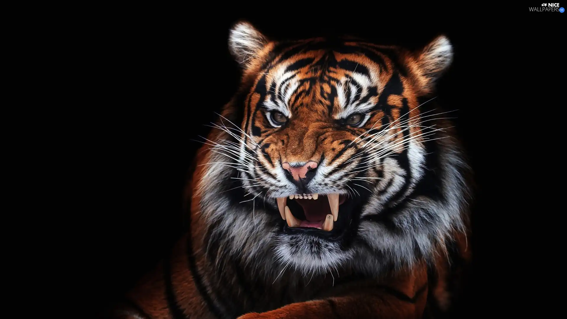 black background, tiger, canines
