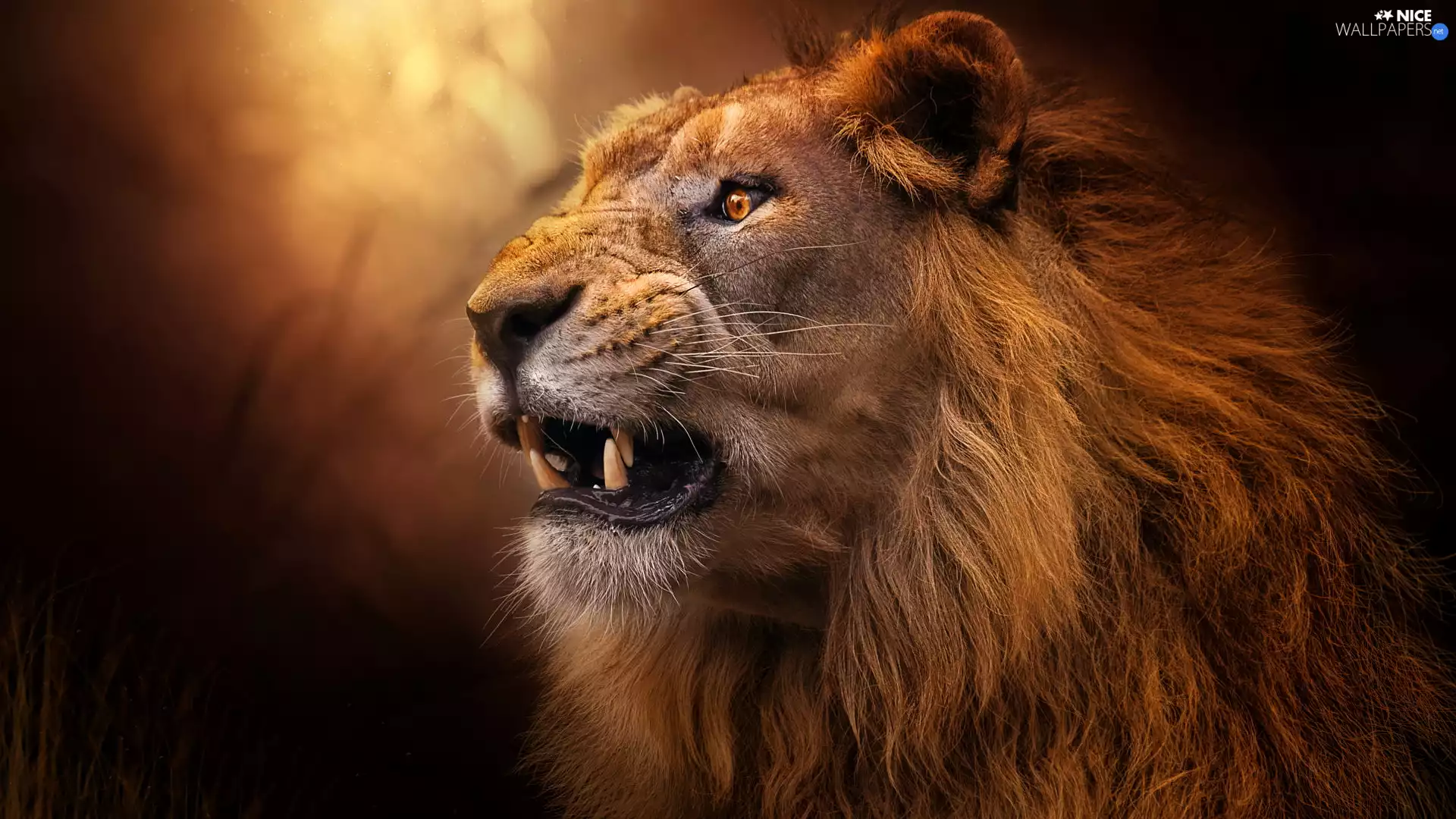 mouth, canines, Head, open, Lion