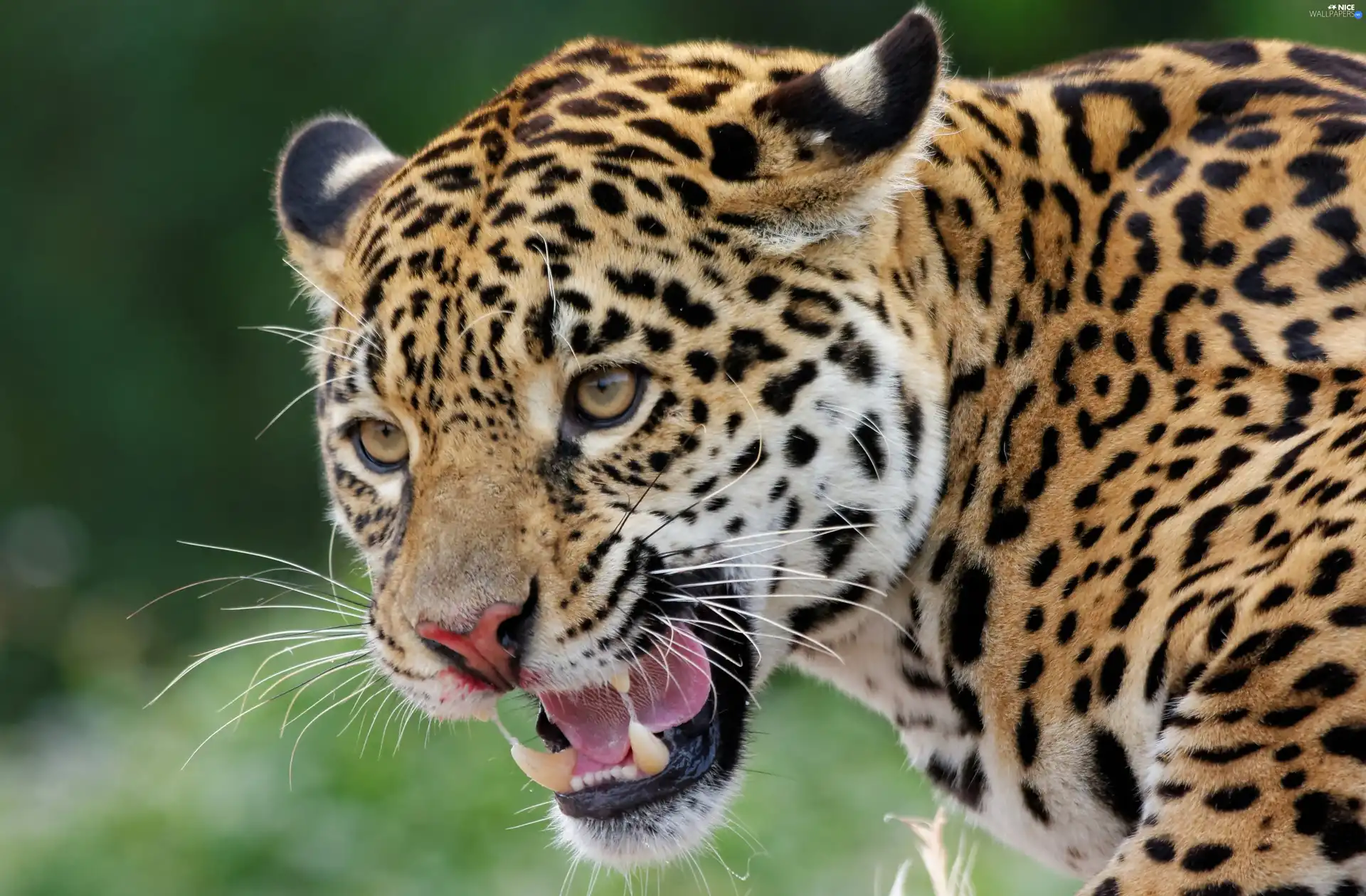 canines, bad, Jaguar