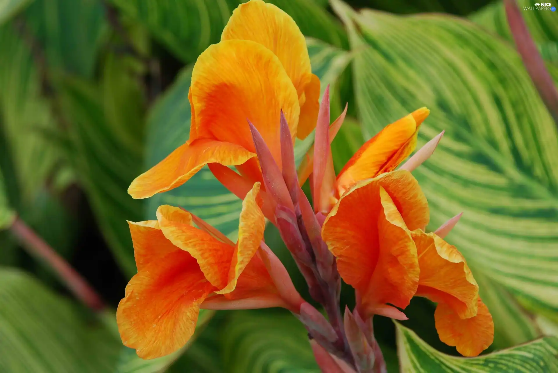 gold, Colourfull Flowers, canna