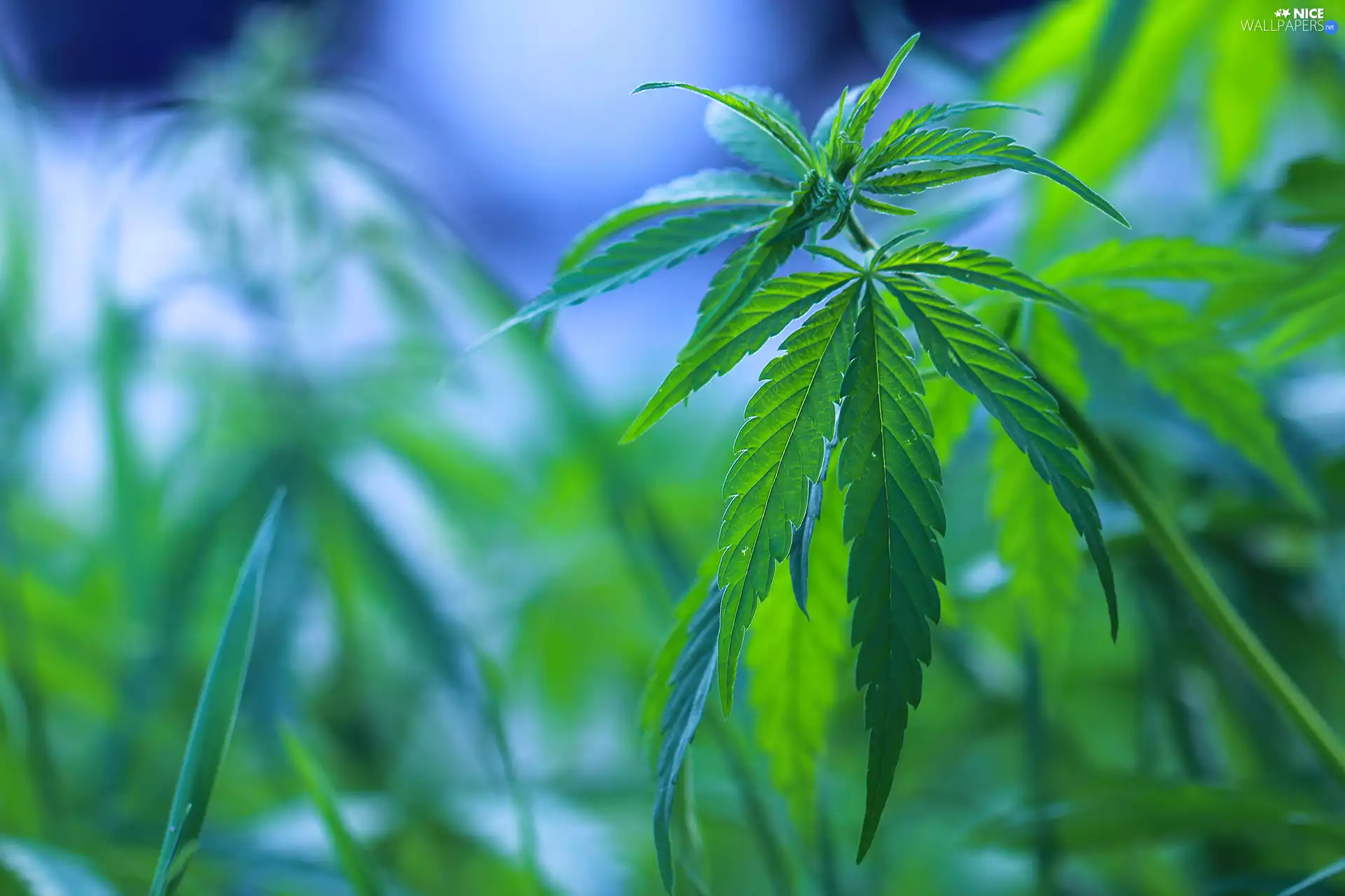 Leaf, Cannabis Seeds, green ones