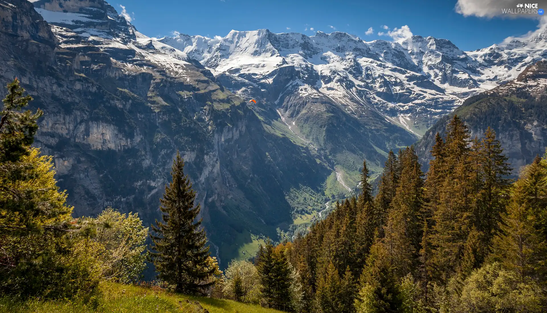 trees, Mountains, woods, canyon, viewes, peaks