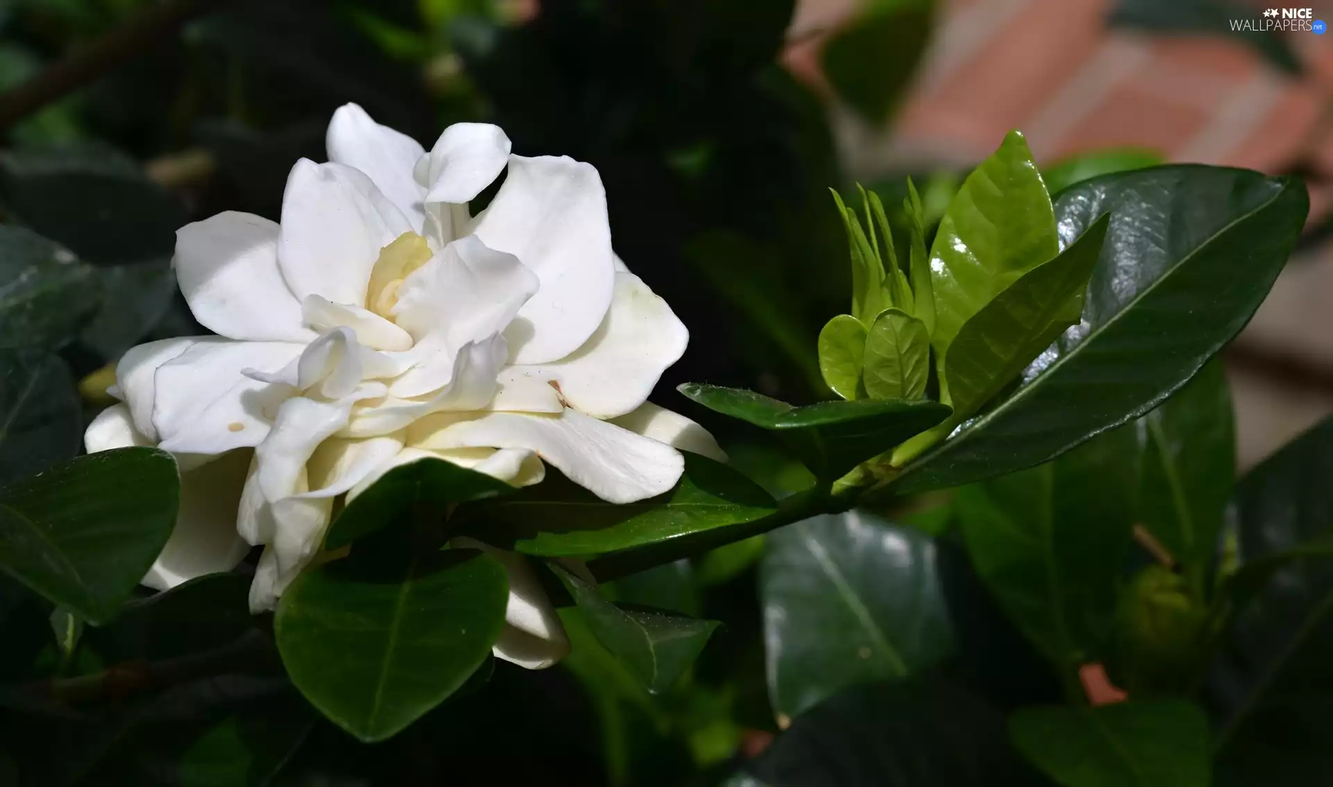 Cape Jasmine