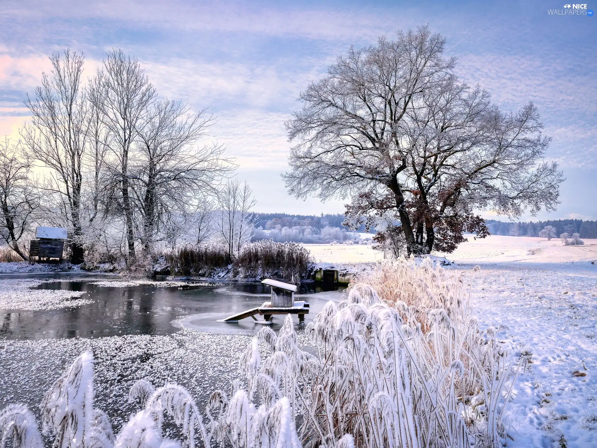 trees, winter, grass, White frost, viewes, Pond - car