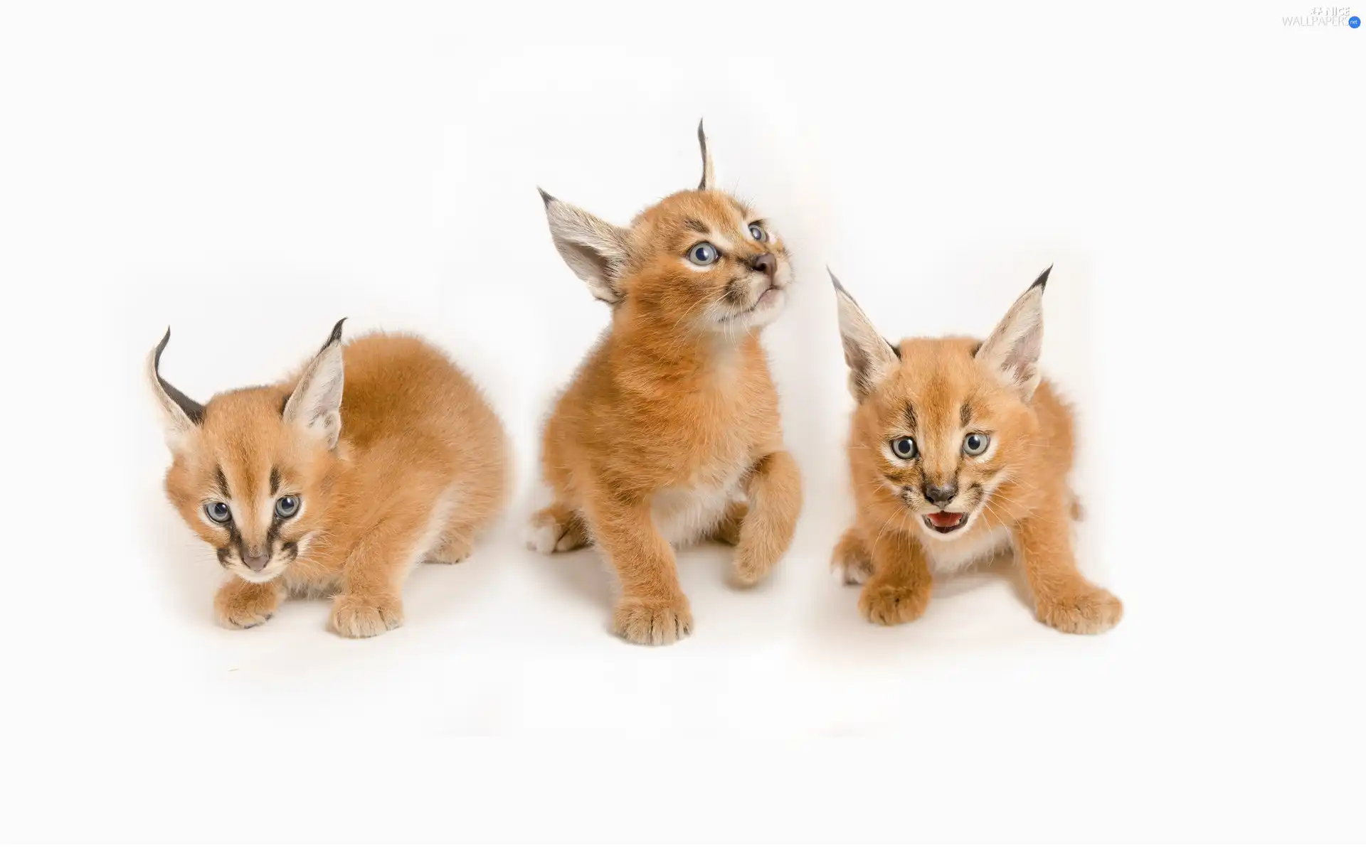Caracal, Three, Tiny