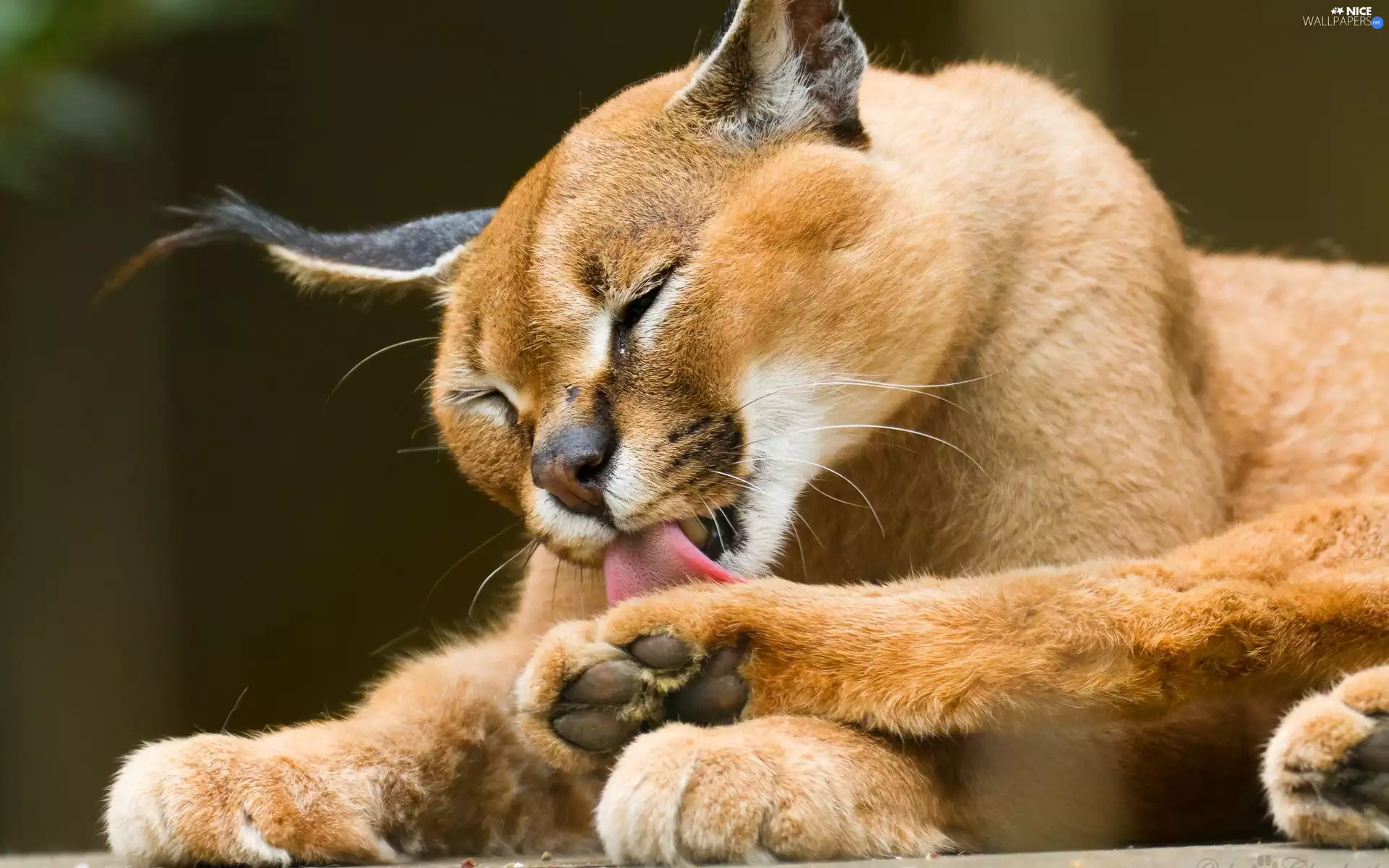 Caracal