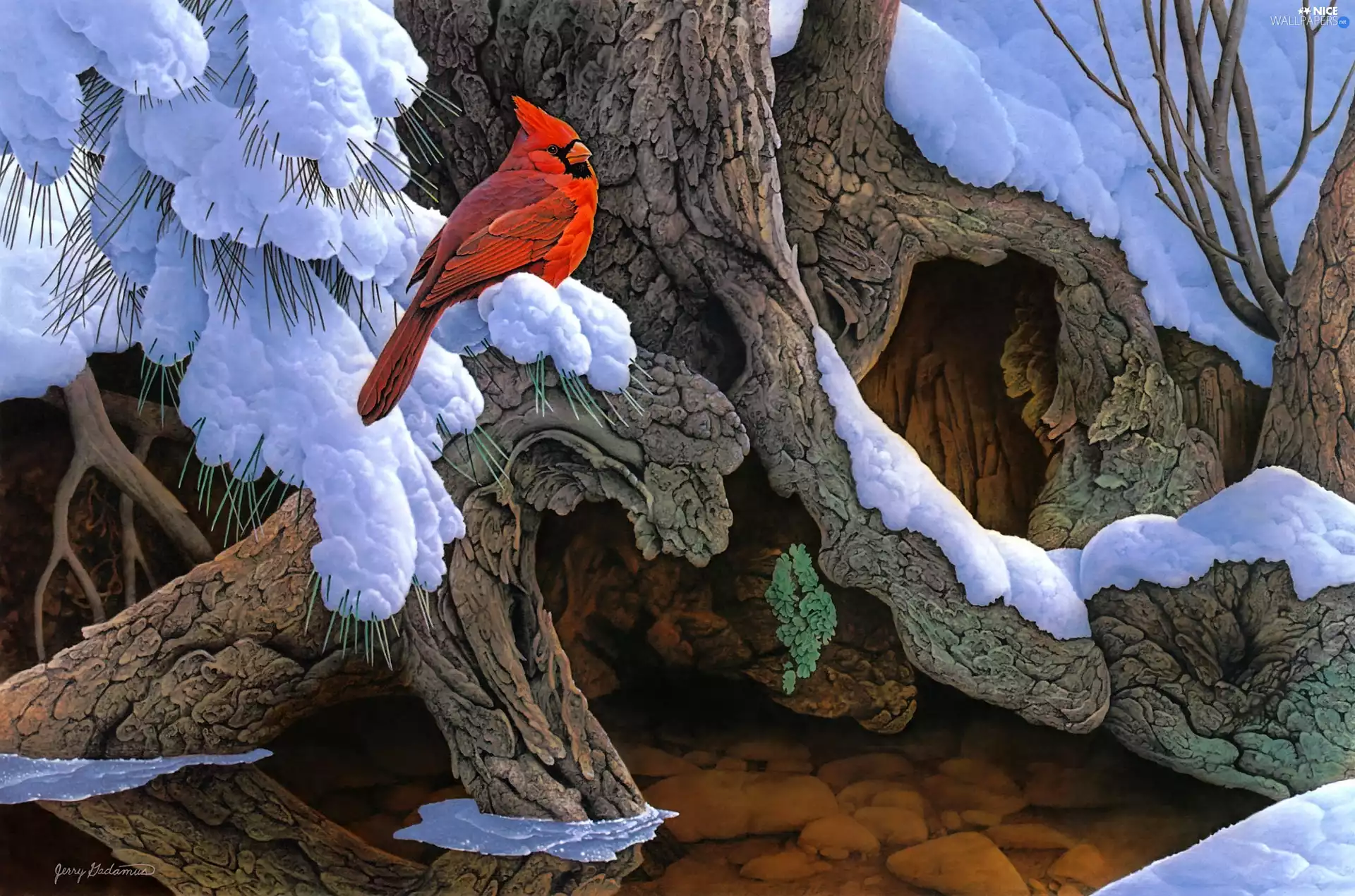 cardinal, Bird, Snowy, Twigs, viewes, Jerry Gadamus, root, trees, conifer