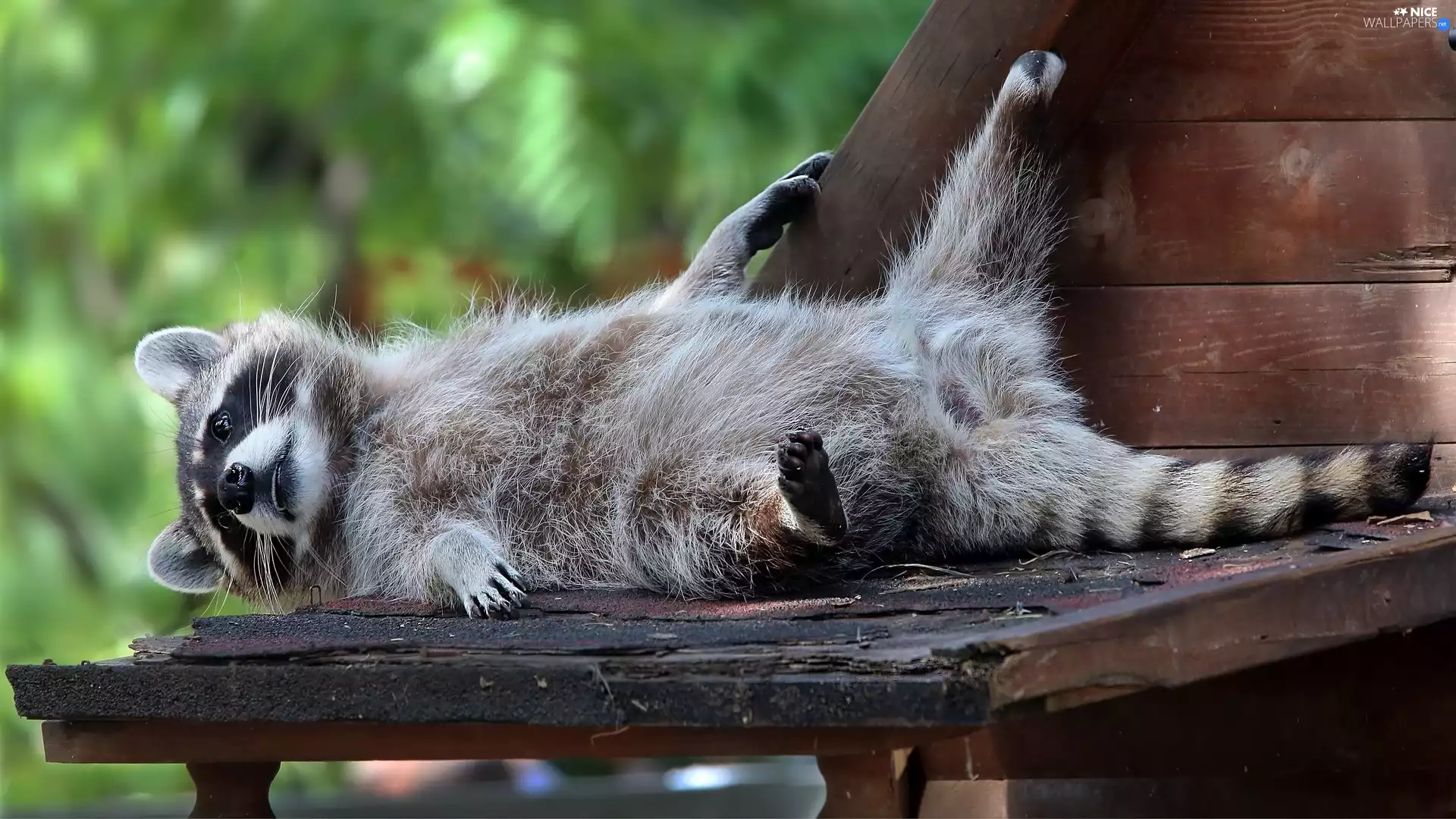 caret, lying, raccoon