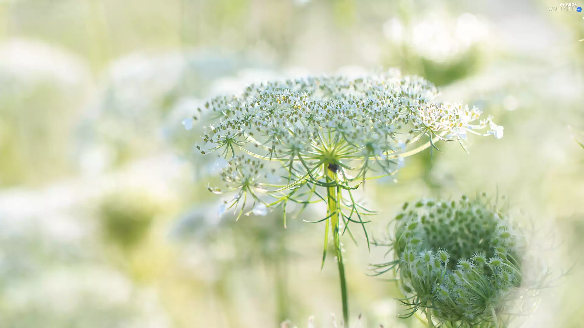 Daucus Carota, Flowers, Meadow, White