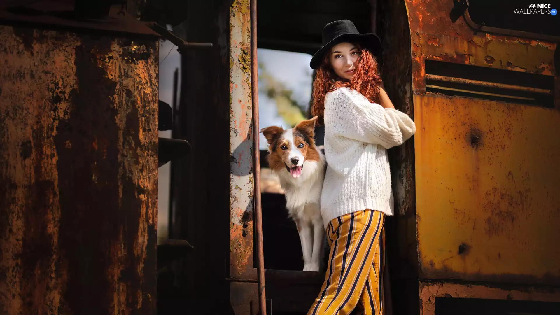 dog, Old car, girl, Hat, Border Collie, carriage