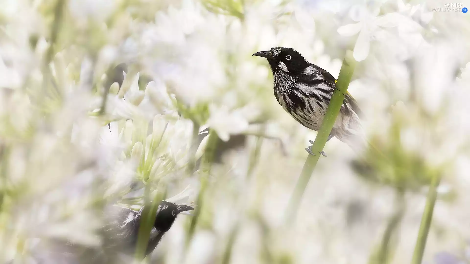 Flowers, Agapanthus, birds, New Holland honeyeater, Two cars