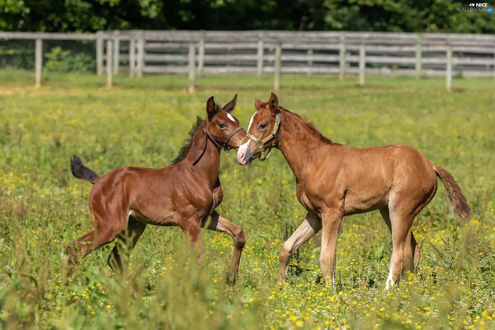 pasture, fence, Two cars, foals, bloodstock