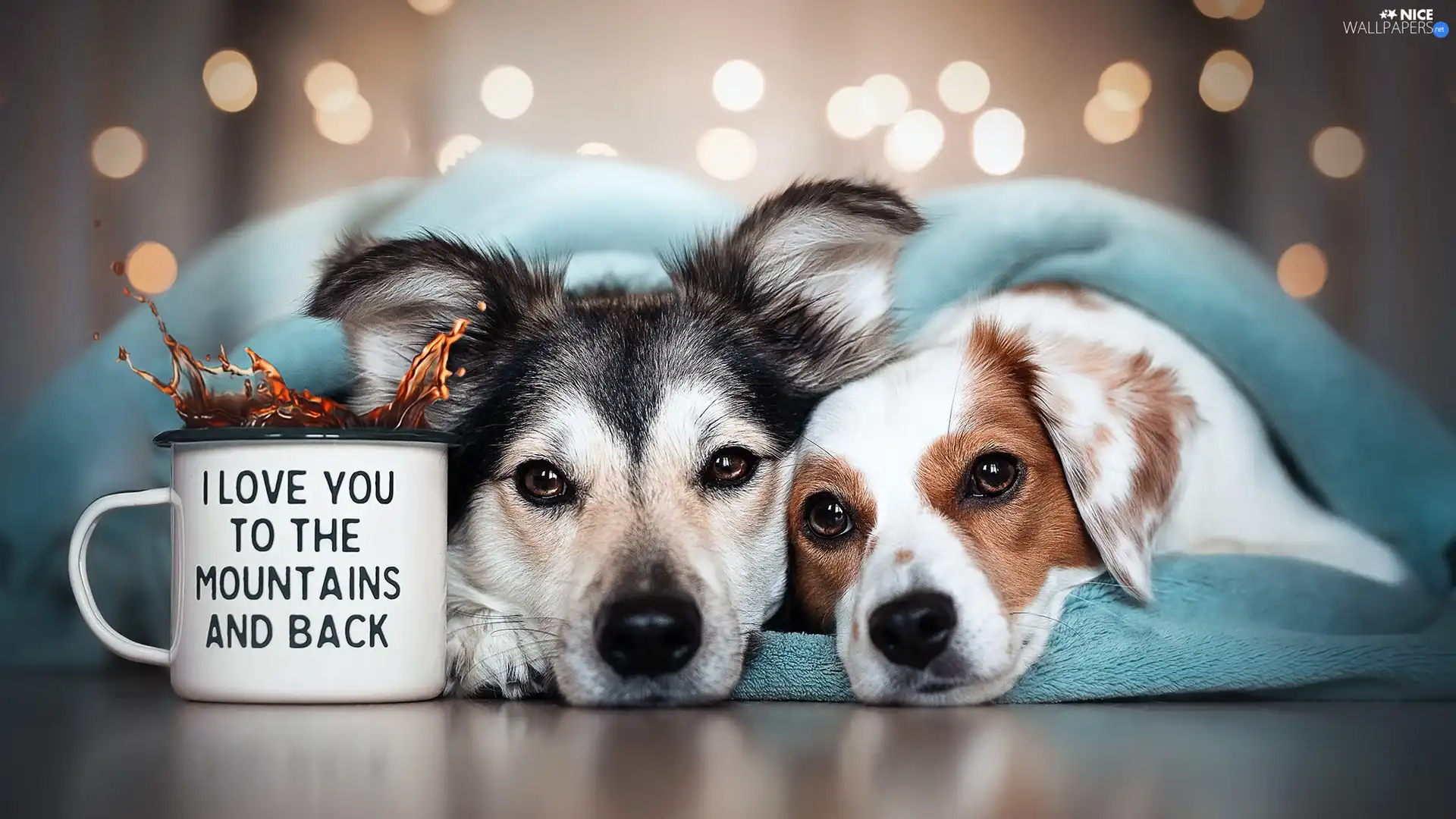 Two cars, coverlet, Cup, Dogs