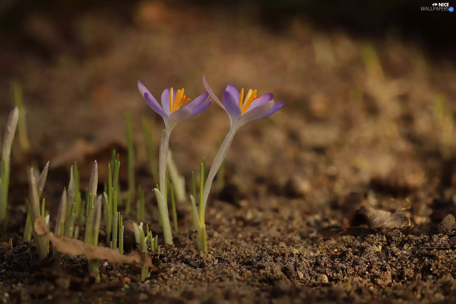 Two cars, crocuses, Flowers, purple