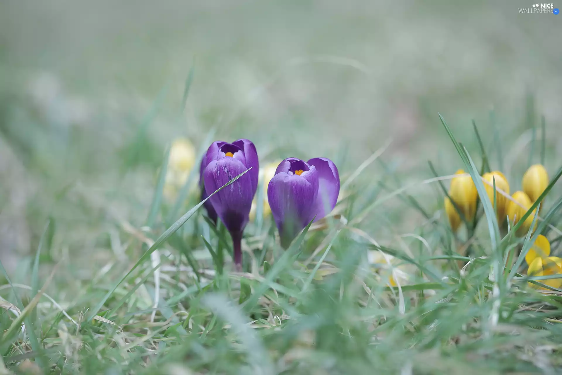 Two cars, crocuses, grass, purple