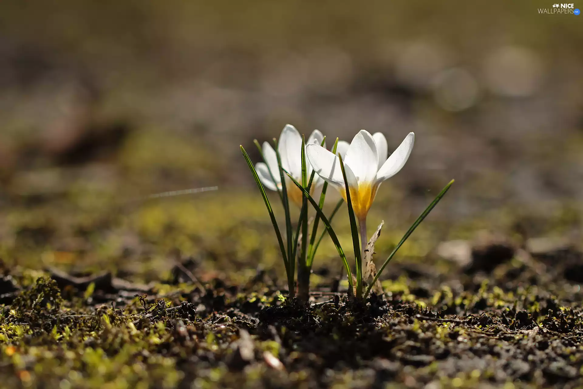crocuses, White, Two cars