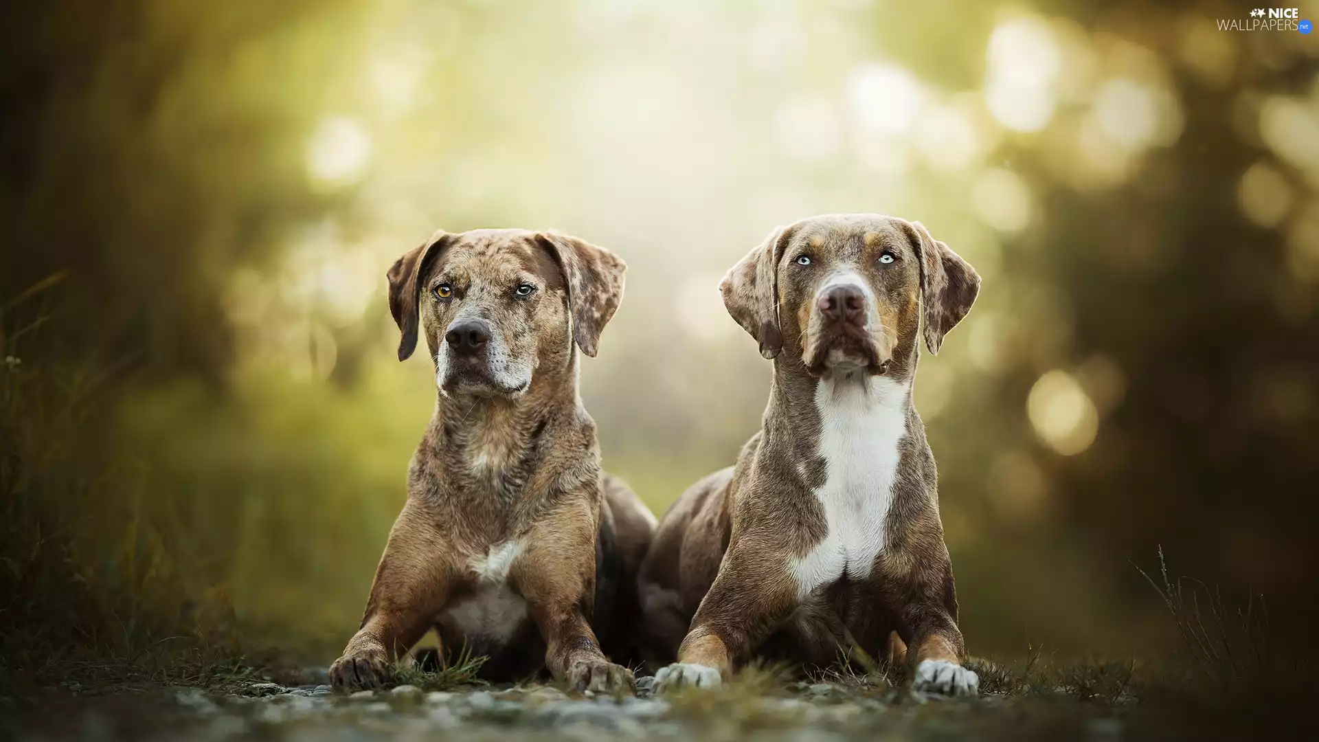 fuzzy, background, Dogs, Catahoula Leopard Dog, Two cars