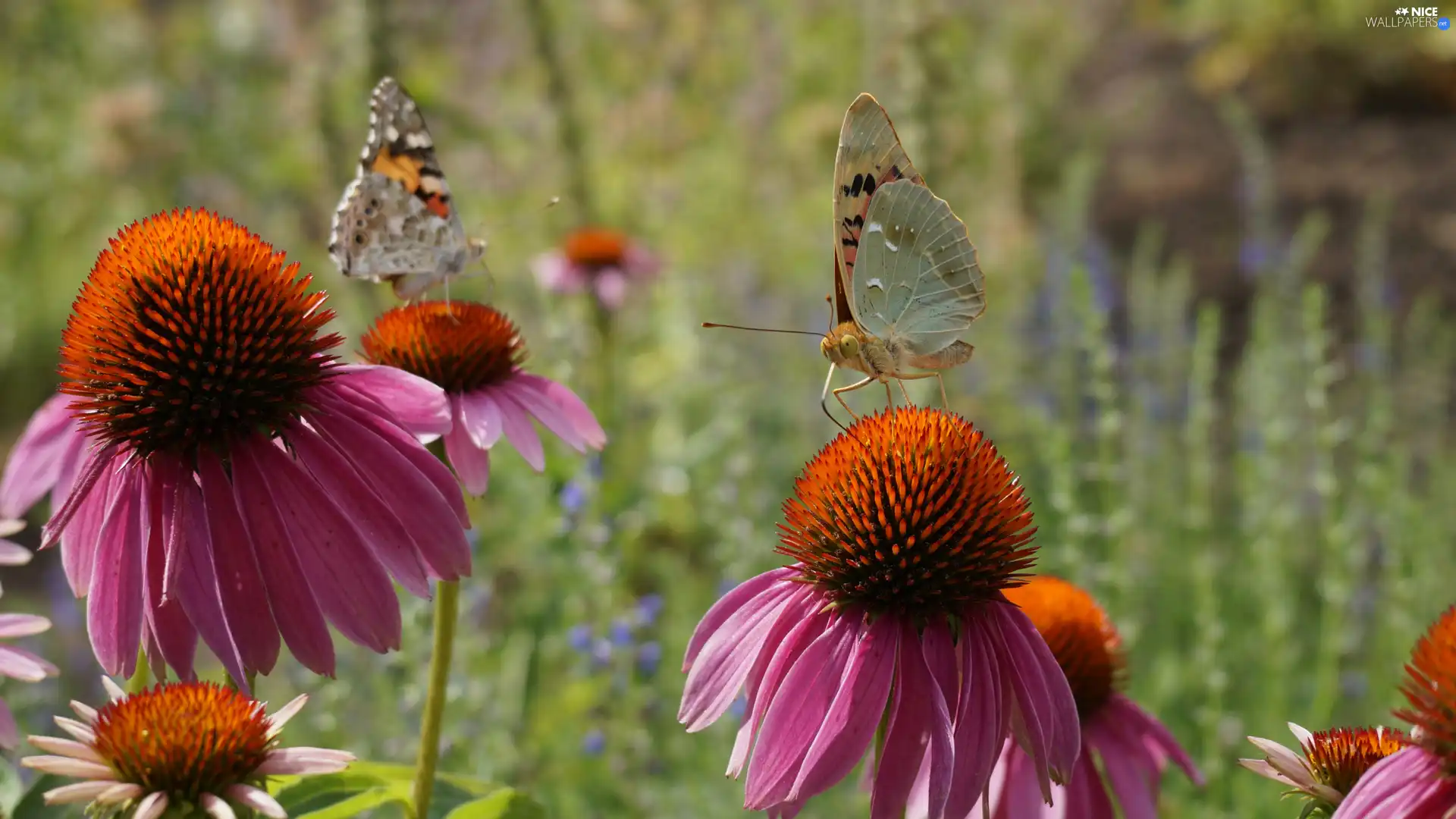 Two cars, Flowers, echinacea, butterflies