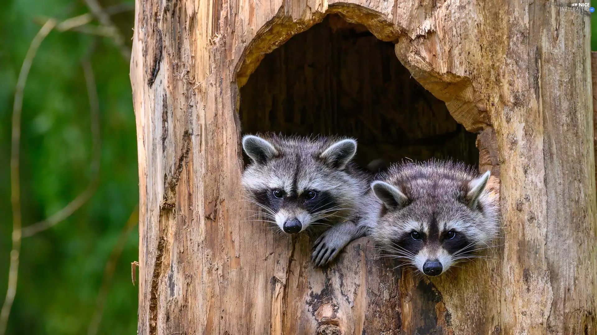 Two cars, hollow, trees, Sheds