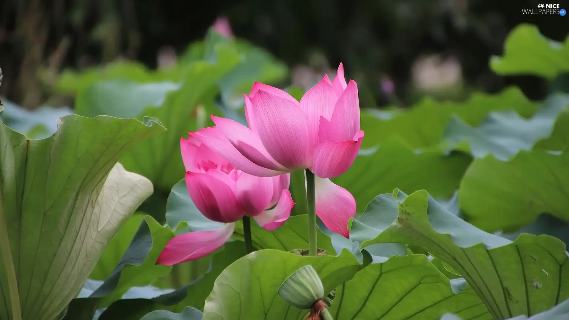 Two cars, lotuses, Leaf, Flowers