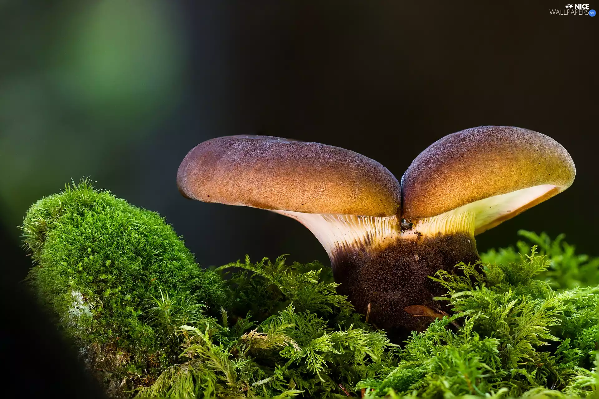 Moss, mushrooms, Two cars
