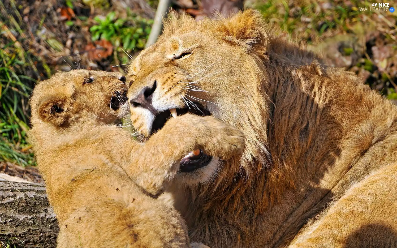 Two cars, mother, young, lions