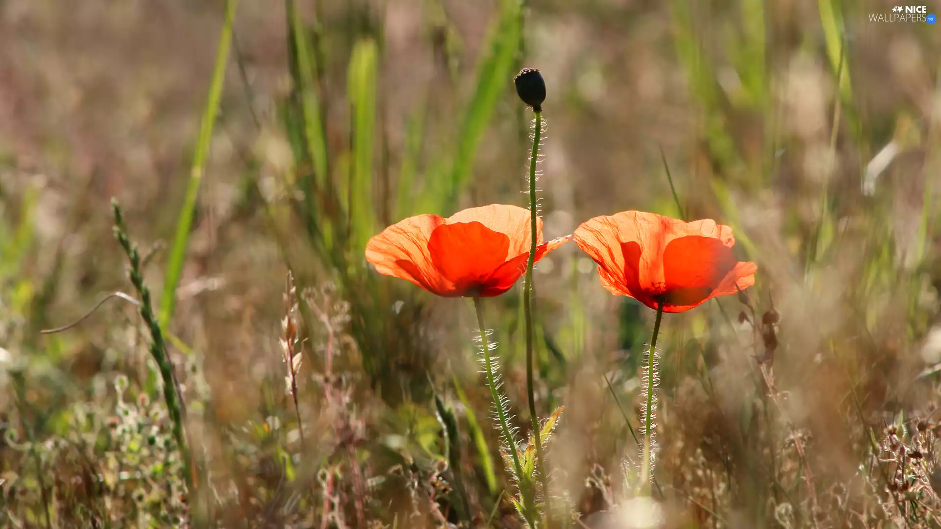 Two cars, papavers, rapprochement, Red