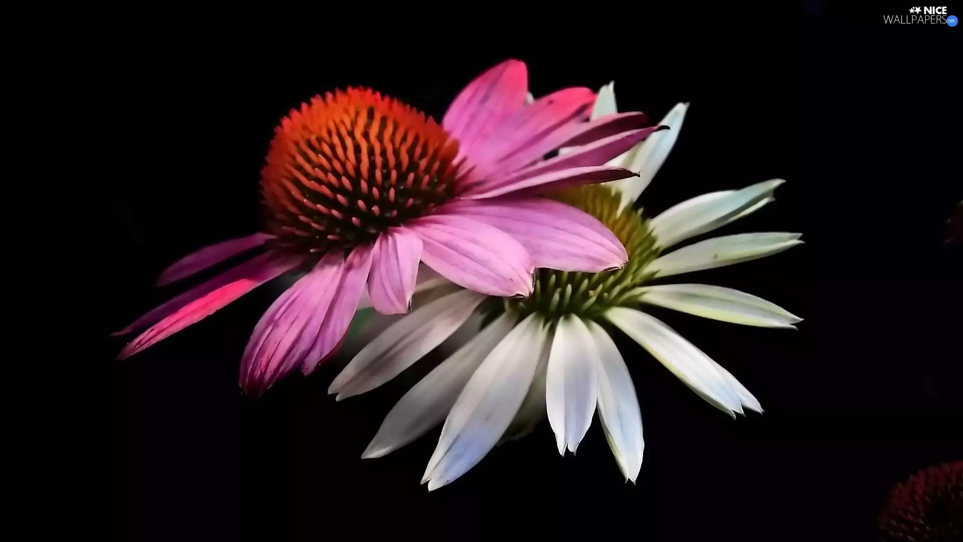 Two cars, Pink, White, Flowers
