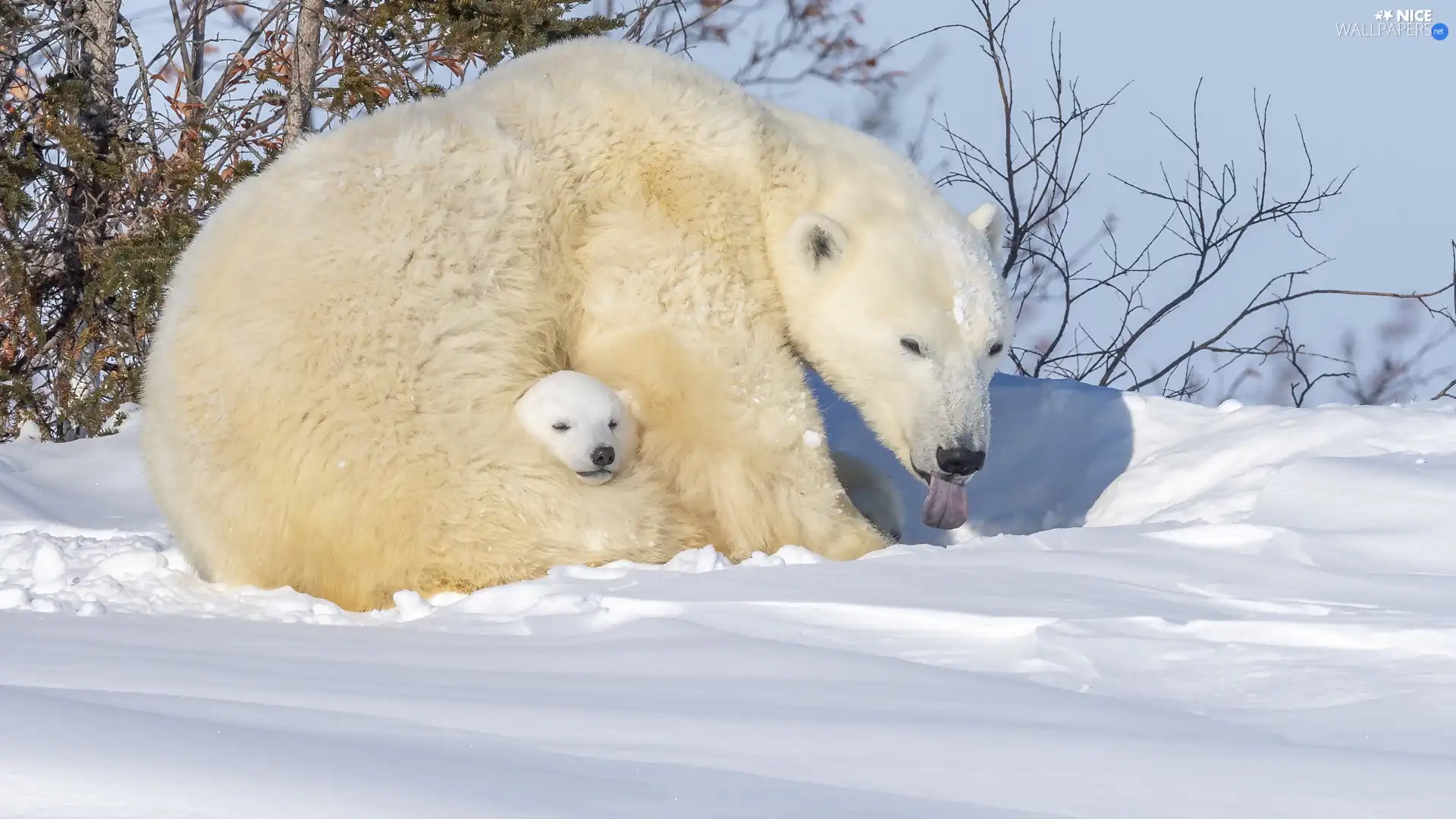 snow, winter, Polar Bears, little bear, Two cars