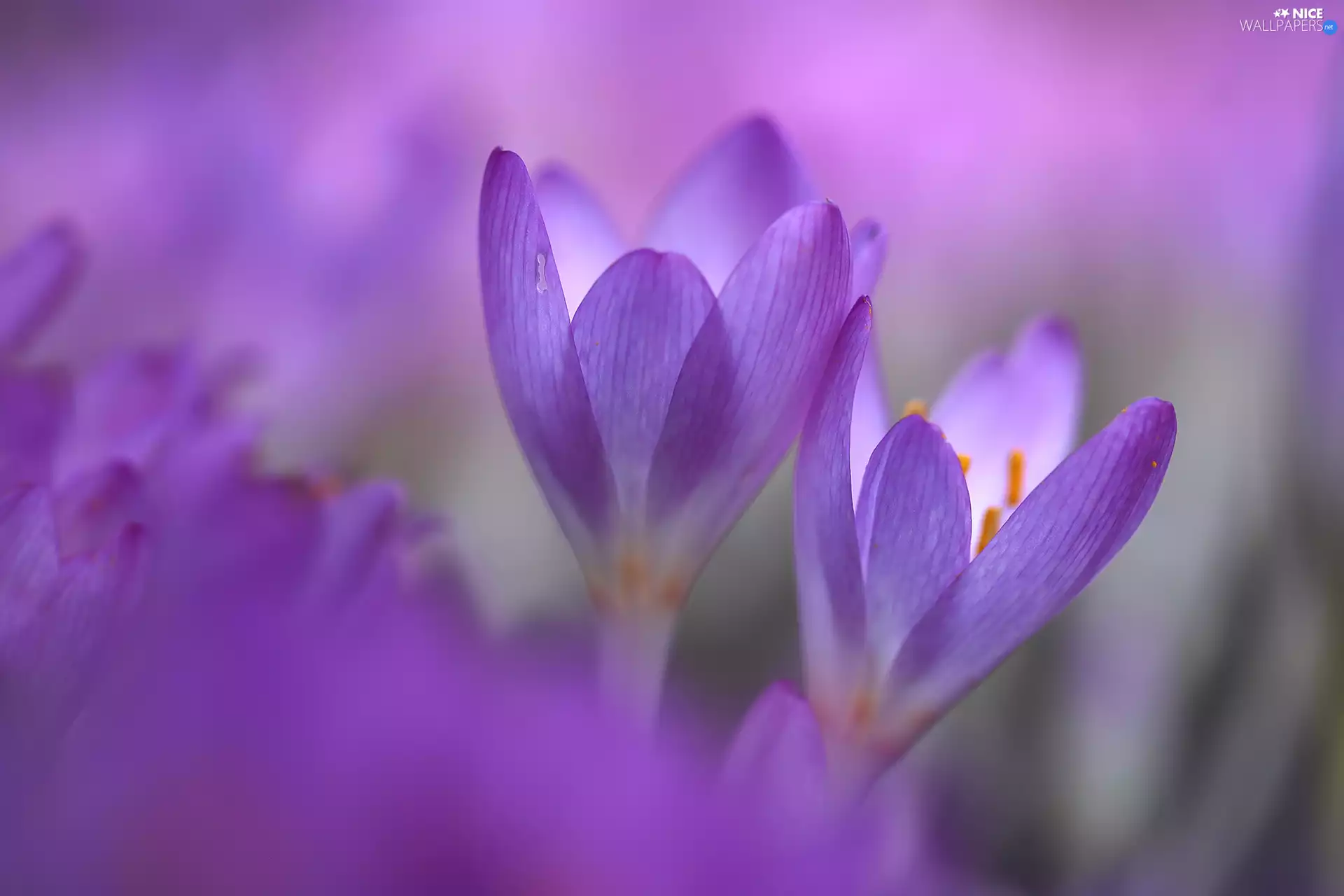 Two cars, purple, Flowers, colchicums