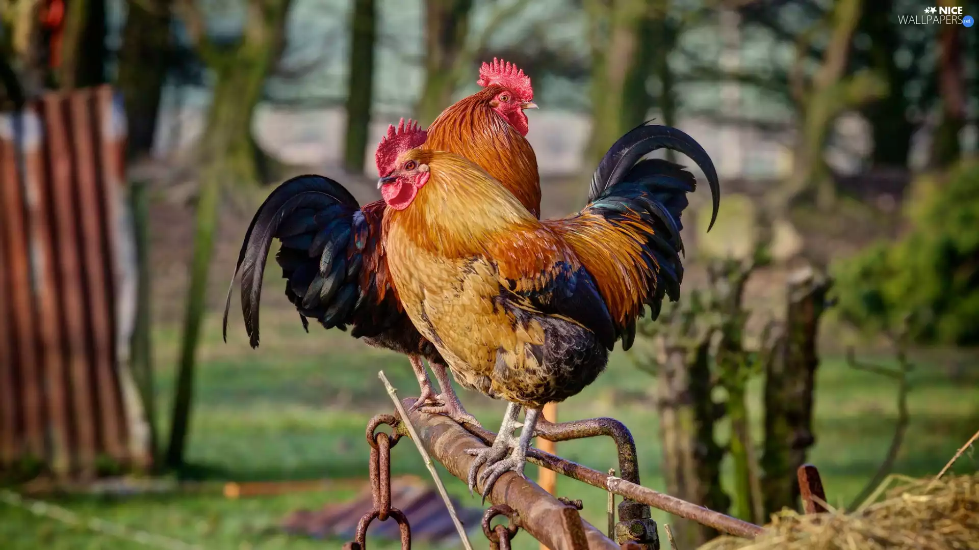 roosters, birds, Two cars