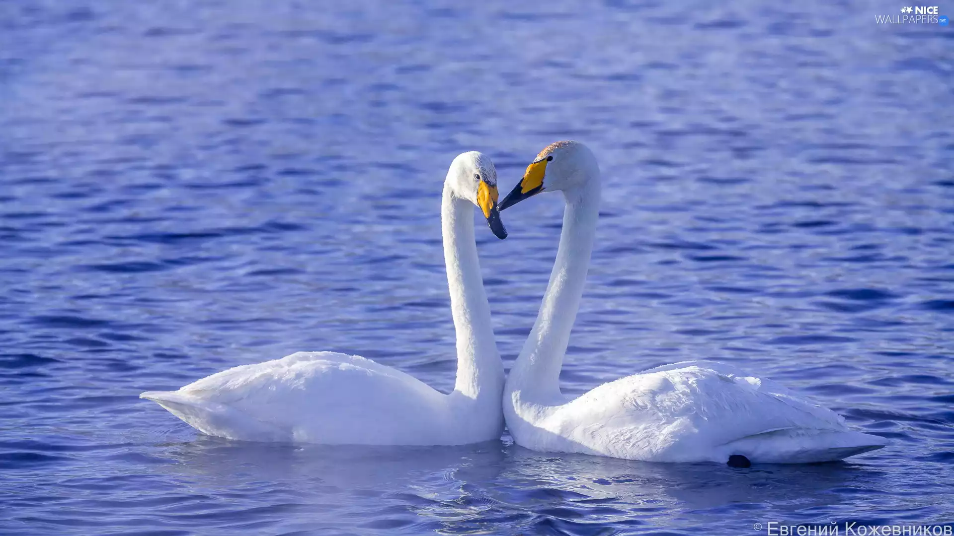 Two cars, Swan, water, birds