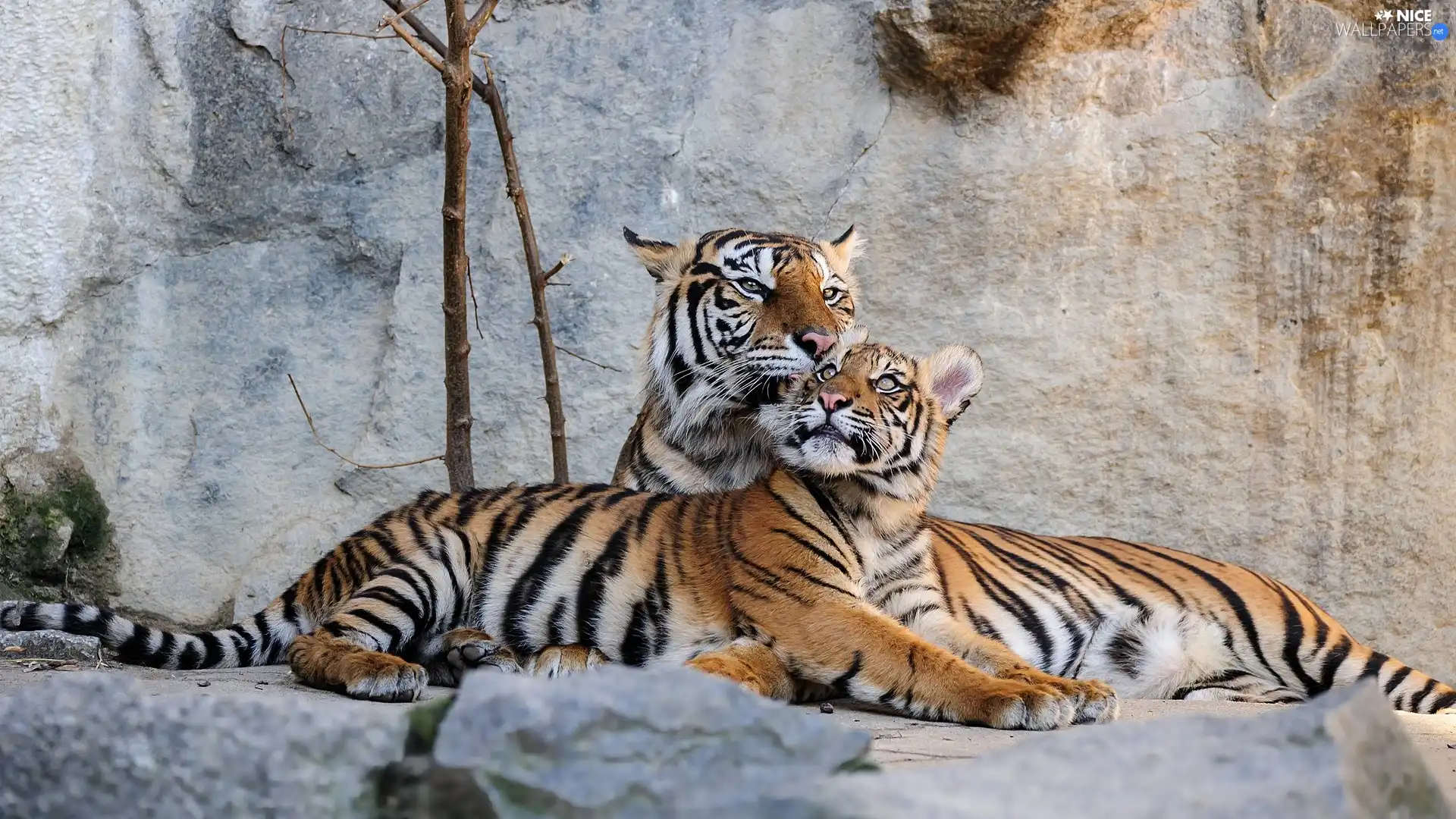 Two cars, tigress, rocks, lying